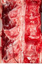 Photo Textures of Beef Meat